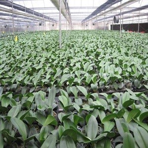 Giống hoa lan Đai Ch&acirc;u